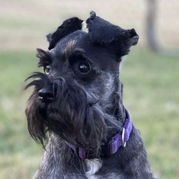 Miniature Schnauzers from TNT Miniature Schnauzers