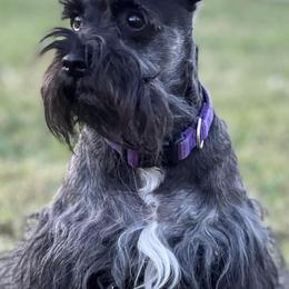 Miniature Schnauzers from TNT Miniature Schnauzers