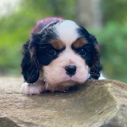 Jade - Tri-color female Cavalier King Charles Spaniel puppy in Crawford, Tennessee from Lilly Lane Spaniels