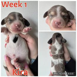 Kira - Piebald female Dachshund puppy in Michigan from M.H.P Dachshunds