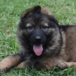 Blue collar Male - Sable male German Shepherd puppy in Marianna, Florida from Haus M Godwin