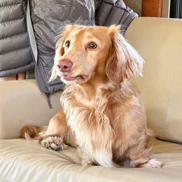 Cash - Dachshund