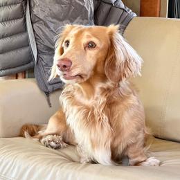 Cash - Dachshund