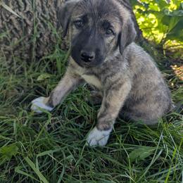 Boy 1-blue - Brindle male Anatolian Shepherd Dog puppy in Cleveland, Minnesota from Schmahl Family Farms