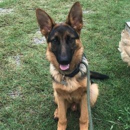 German Shepherds from Lifelong K9