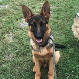 German Shepherds from Lifelong K9