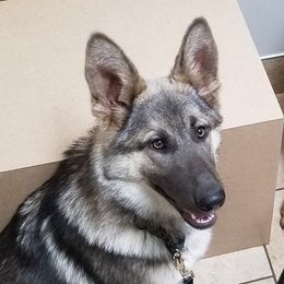 Gemma - German Shepherd