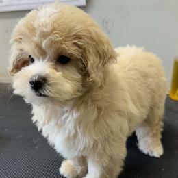 Rami - Cream female Maltipoo puppy in Lebanon, Kentucky from Mosaic Merle Doodles