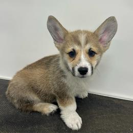 Chester - Sable male Pembroke Welsh Corgi puppy in Urbana, Ohio from Edgewood Farm and Kennel