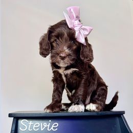 Stevie - Chocolate female Australian Labradoodle puppy in Avery Creek, North Carolina from Kismet Labradoodles