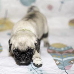 Nala (green) - Fawn female Pug puppy in Hereford, Arizona from Broken Road Ranch Pugs