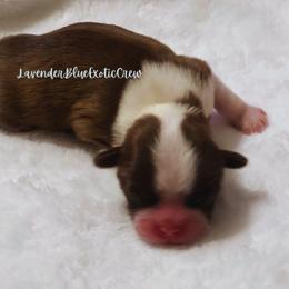 Parsley - Liver and white female Shih Tzu puppy in Olive Branch, Mississippi from Lavender Blue Exotic Crew