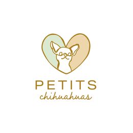 Paris - Blue female Chihuahua puppy in Jacksonville, Florida from Petits Chihuahuas