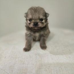 Truffle - Orange sable female Pomeranian puppy in Placer County, California from Lilmonster Pomeranians