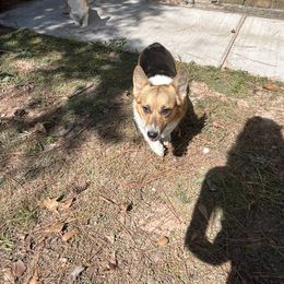 Motita - Pembroke Welsh Corgi