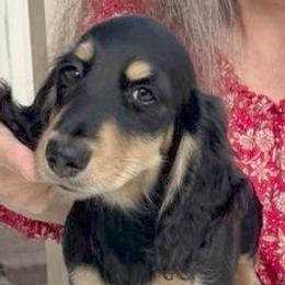 Bobby - Black and cream male Dachshund puppy in Clearwater, Florida from MacLEdaux