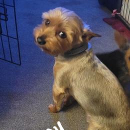 Barkley - Yorkshire Terrier