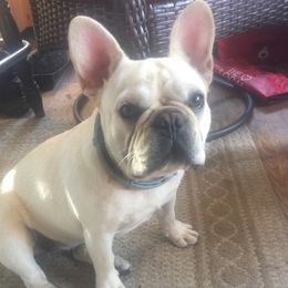 Annie - French Bulldog