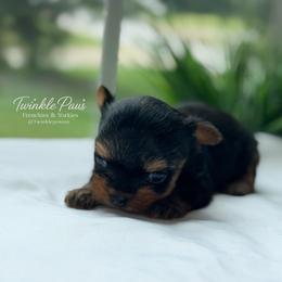 AKC Luna - Black and tan female Yorkshire Terrier puppy in Powder Springs, Georgia from Twinkle Paws Frenchies and Yorkies