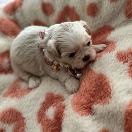 Miss Champagne Pearl - White Shih Tzu puppy in Kent, Washington from Exclusively Shih Tzu's LLC