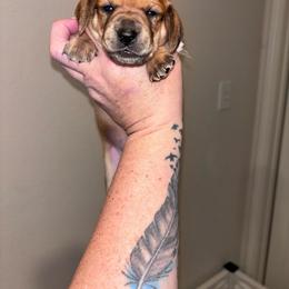 Chesney - Red female Dachshund puppy in Magnolia, Texas from Little Honey’s Dachshunds
