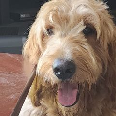 Hank - Double Doodle