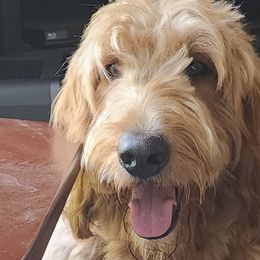 Hank - Double Doodle