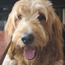 Hank - Double Doodle