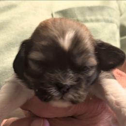 Holly - Brindle female Lhasa Apso puppy in Fort Worth, Texas from Cynthia's Lhasa Apsos