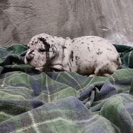 Royalty - Merle female Great Dane puppy in Marshall, Michigan from Dream K9