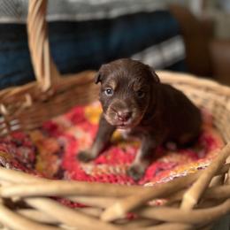 Kacey - Red tri-color male Australian Shepherd puppy in Dunn, North Carolina from The Dogs of Working Aussies Homestead