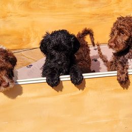 Double Doodle and Labradoodle Puppies from Delightfully Double Doodles
