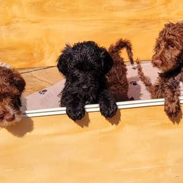 Double Doodle and Labradoodle Puppies from Delightfully Double Doodles
