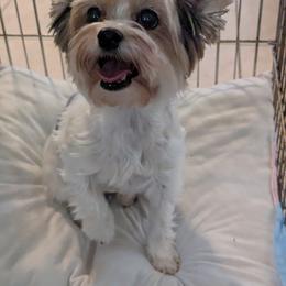 Storey - Biewer Terrier