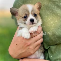Calypso - Red female Pembroke Welsh Corgi puppy in Weston, Idaho from Diamond Fox Corgis