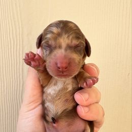 Sweetie (AKC FULL) - Dapple female Dachshund puppy in Somerville, Texas from Shutt Pup's