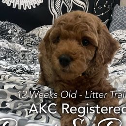 Yellow Collar - Girl1 - Poodle puppy in Houston (Rosenberg Area), Texas from Danielle's Poodles
