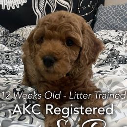 Yellow Collar - Girl1 - Poodle puppy in Houston (Rosenberg Area), Texas from Danielle's Poodles