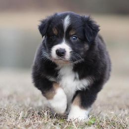Finnick - Black tri-color Australian Shepherd puppy in Springville, Alabama from Cross Creek Aussies