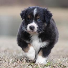 Finnick - Black tri-color Australian Shepherd puppy in Springville, Alabama from Cross Creek Aussies
