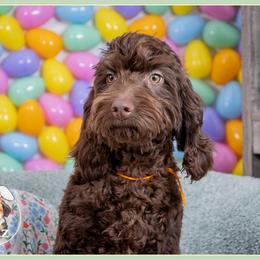 Ethan - Brown male Cockapoo puppy in Connersville, Indiana from Deaz Doodle Ranch