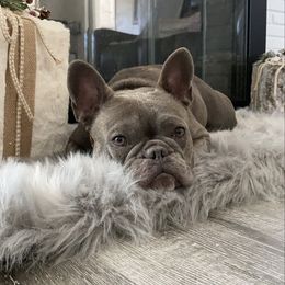 Nani  - French Bulldog