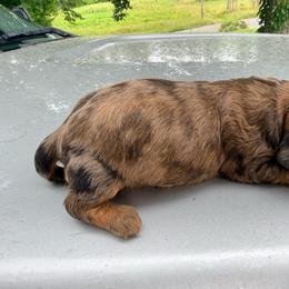 Girl - Dapple female Dachshund puppy in Crab Orchard, Kentucky from Lucy’s legacy dachshunds