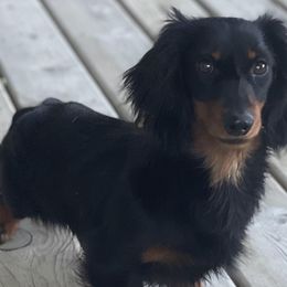 Dachshunds from Low Rider Kennel