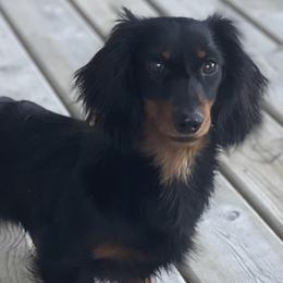 Dachshunds from Low Rider Kennel
