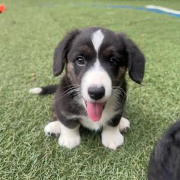 Iris - Brindle and white female Cardigan Welsh Corgi puppy in Wekiwa Springs, Florida from It is Corgiland