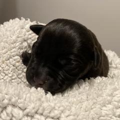 Iron Man - Black and white Staffordshire Bull Terrier puppy in Austin, Texas from Wheeler's Staffys
