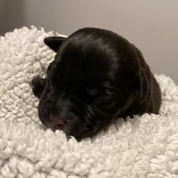 Iron Man - Black and white Staffordshire Bull Terrier puppy in Austin, Texas from Wheeler's Staffys
