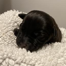 Iron Man - Black and white Staffordshire Bull Terrier puppy in Austin, Texas from Wheeler's Staffys