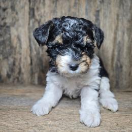 Annabelle - Parti female Yorkshire Terrier puppy in Mountain Grove, Missouri from Precious Puppies